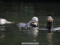 giant otter in the cocha salvador
