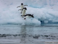 adeline penguins